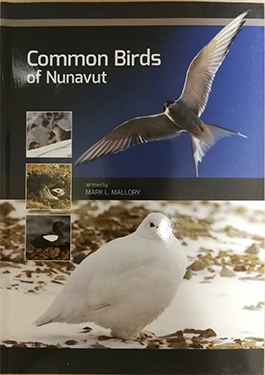 Common Birds of Nunavut (Available in English/Inuktitut)