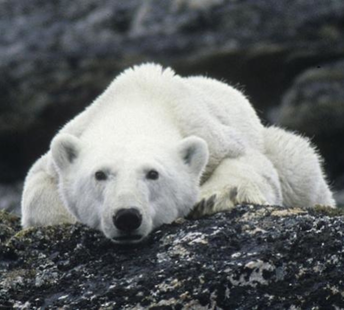 Image of a polar bear